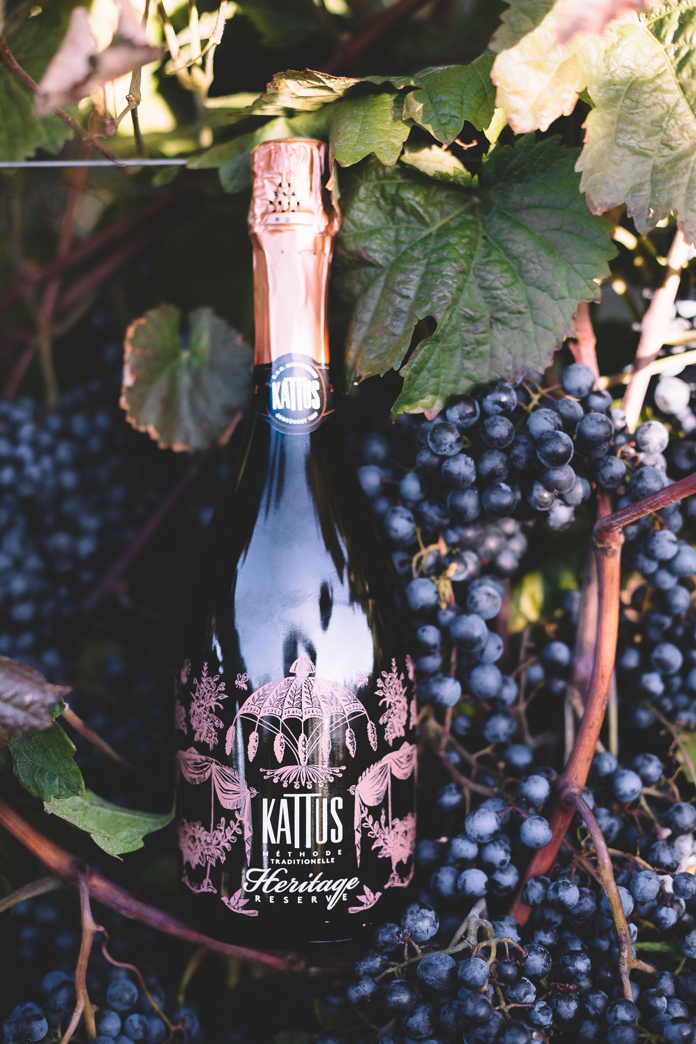 Heritage Reserve Rosé Extra Brut in Weintrauben - Kattus